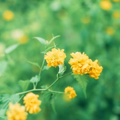 首都高赛车手游下载